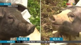 토종돼지 혈통 잇는 &apos;우리흑돈&apos; 나왔다