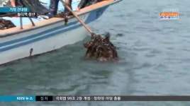 견내량 돌미역, 바다 살리기에 부활 청신호