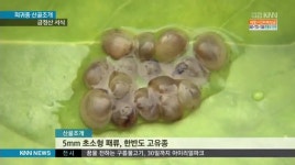 희귀종 산골조개 금정산서 발견