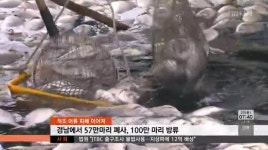 적조, 태풍이 고비