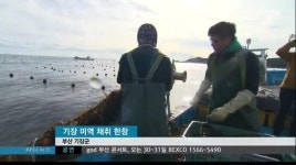 기장 미역 수확 급감, 어민 울상