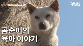 [카드뉴스] 6마리 새끼를 지키기 위한 남다른 모성애