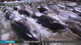 참다랑어 규제 쿼터 논란