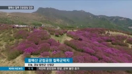 진분홍의 향연 황매산 철쭉