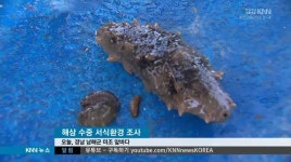 남해군, 해삼 양식사업 순조