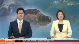 여수 방죽포해수욕장에 붉은바다거북 방류, 지난 17일