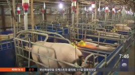 르포)의령군수 돼지돈사 셀프허가, 직권남용? 역차별?