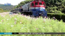 하동 북천 코스모스*메밀꽃 축제 19일 개막