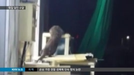 먹이 찾아 횟집까지 덮친 수달