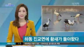 하동 진교에 황새가 다시 돌아왔어요