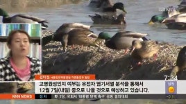 경남 AI 비상, 감염된 철새 발견