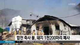 합천 축사 불, 돼지 1천200마리 폐사