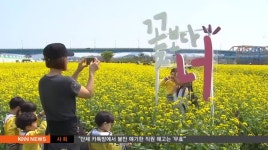 노랗게 물든 낙동강변.. 창녕 남지유채 축제