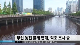 부산 동천 붉게 변해, 적조 조사중