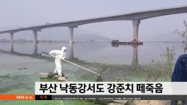 부산 낙동강서도 강준치 떼죽음