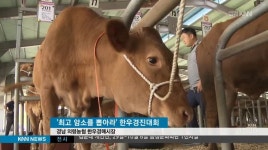 경남 최고 암소를 뽑아라