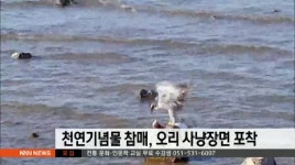 천연기념물 참매, 오리사냥 장면 포착
