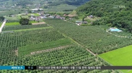 밀양 얼음골 사과, '엎친데 덮친 격'