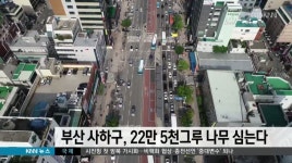 부산 사하구, 22만 5천그루 나무 심는다