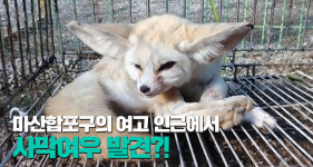 창원 도심서 멸종위기종 사막여우 발견…포획 후 동물센터 인계