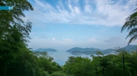 맹종죽순 수확 한창