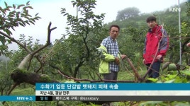 수확기 앞두고 멧돼지 피해 속출