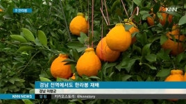 경남 전역에서도 한라봉 재배, 시장 진입이 관건