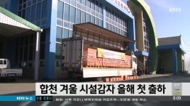 합천 겨울 시설감자 올해 첫 출하