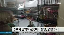주택가 고양이 400마리 발견, 경찰 수사