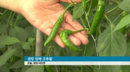 수해 농산물 초토화, 가격까지 '요동'