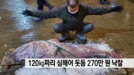 120kg짜리 심해어 돗돔 270만원 낙찰