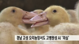 경남 고성 오리농장서도 고병원성 AI 의심