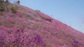 위대한 유산 100경/고향의 봄 창원 천주산