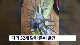 다리 32개 달린 문어 발견