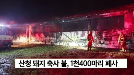 돼지 사육 농가에서 불, 돼지 1,400마리 폐사