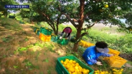 풍년 맞은 거제 유자 판로 회복 기대