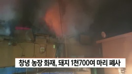 창녕 돼지농장에서 불, 돼지 1천7백여 마리 폐사