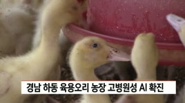 경남 하동 육용오리 농장 고병원성 AI확진