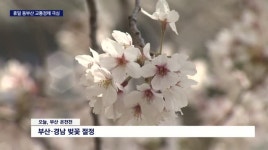 벚꽃 상춘객 북적, 동부산은 교통혼잡
