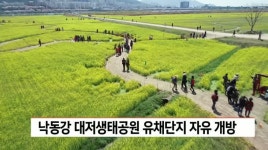 낙동강 대저생태공원 유채단지 자유 개방