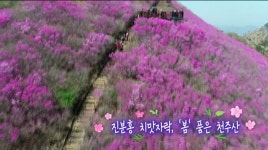 진분홍 치맛자락, 봄 품은 천주산(KNN 영상뉴스)