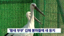 천연기념물 황새 부부 김해 봉하뜰에 새 둥지