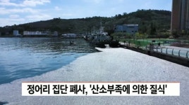 창원 정어리 집단 폐사,산소부족에 의한 질식
