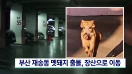 부산 재송동 멧돼지 출몰, 장산으로 이동