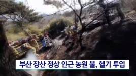 부산 장산 정상 인근 농원에서 불, 헬기 투입