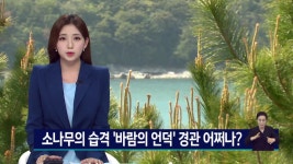 소나무의 습격 바람의 언덕 경관 어쩌나?