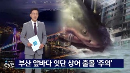 부산 앞바다 잇단 상어 출몰 '주의'