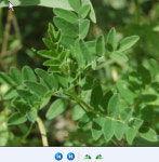 진시황이 찾았던 불로장생 약초는 바로 이것!