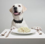 늑대, OOO 먹고 개로 진화하다