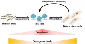 노벨상 받은 ‘iPS세포’, 암 일으킬 지도